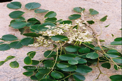 Dalbergia latifolia
